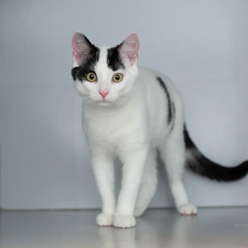 Dirk, male young Mixed Breed for adoption at Dierenasiel Zwolle, Zwolle