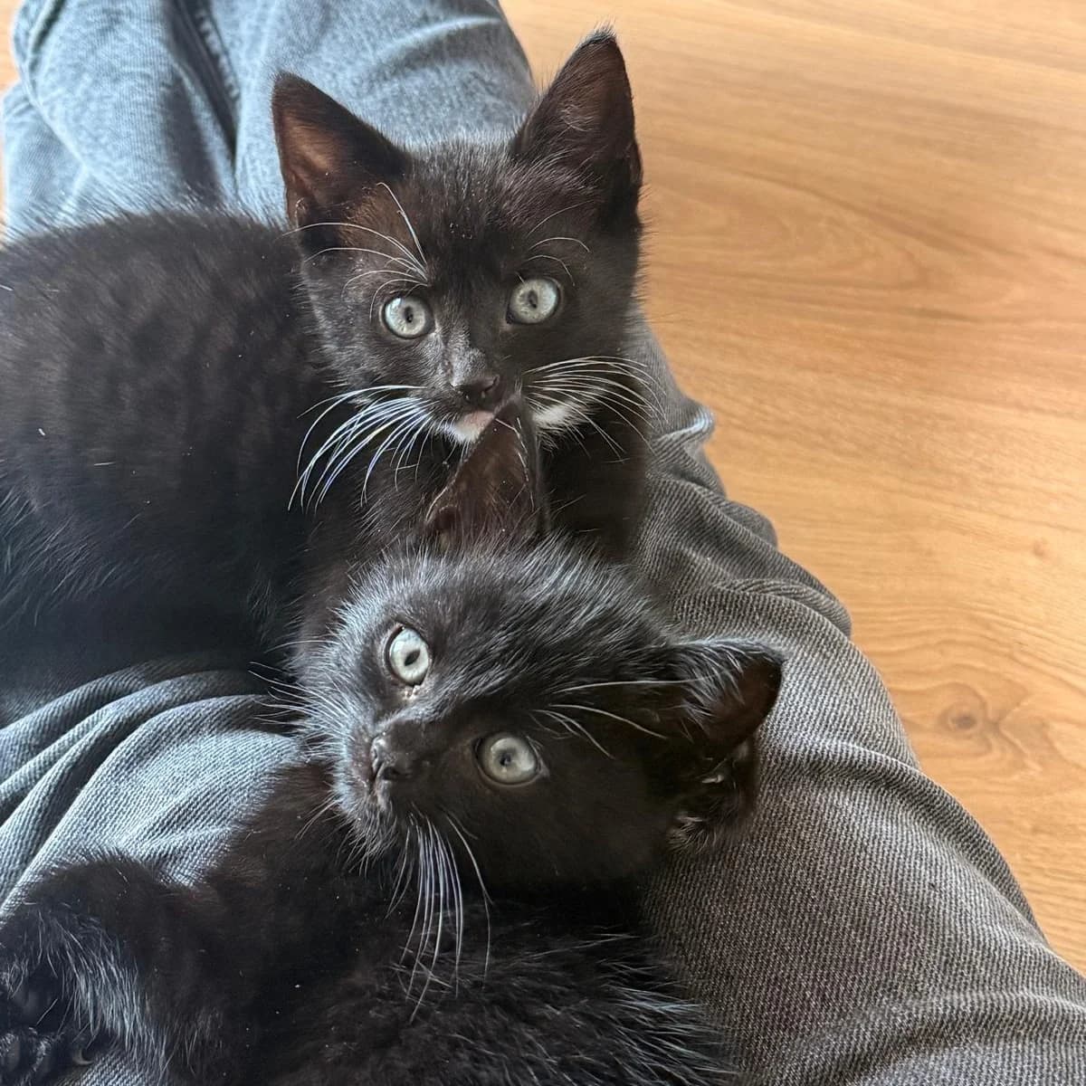 Duke & Guus, male young Mixed Breed for adoption at Dierenasiel Zwolle, Zwolle