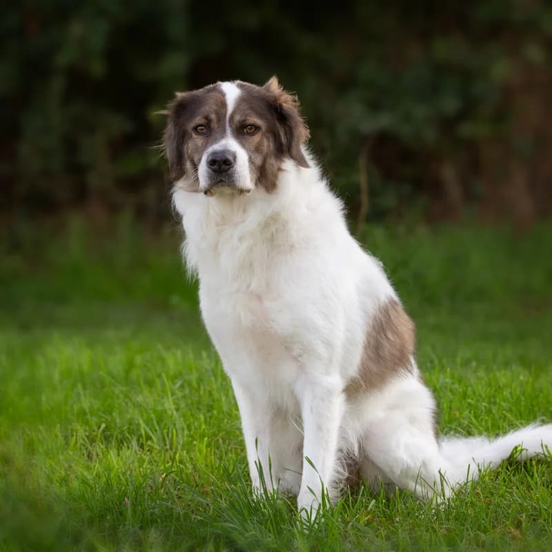 Ebon, male 4yo Mixed Breed for adoption at Dierenasiel Zwolle, Zwolle