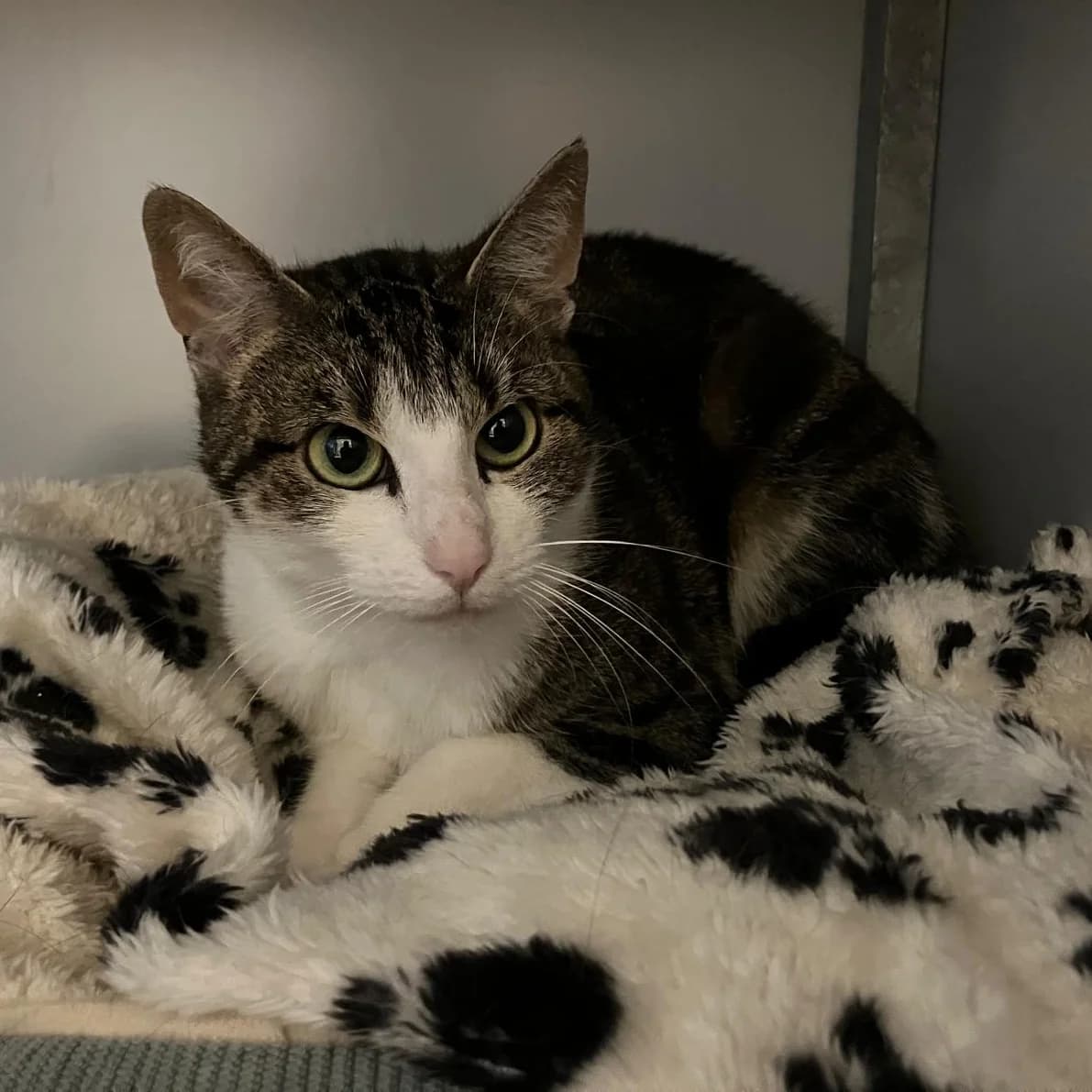 Elsa, female 4yo Mixed Breed for adoption at Dierenasiel Zwolle, Zwolle