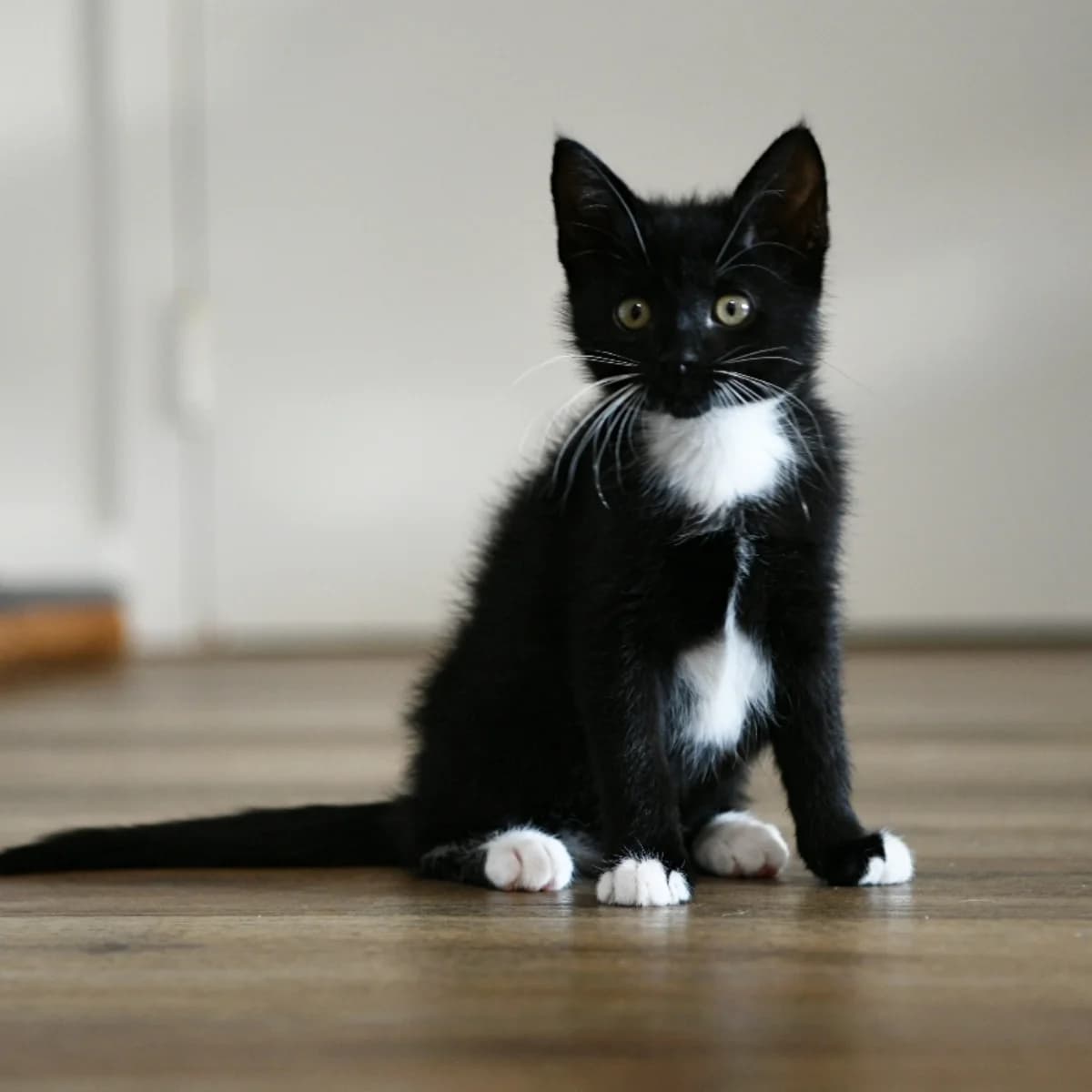 Floortje, female young Mixed Breed for adoption at Dierenasiel Zwolle, Zwolle