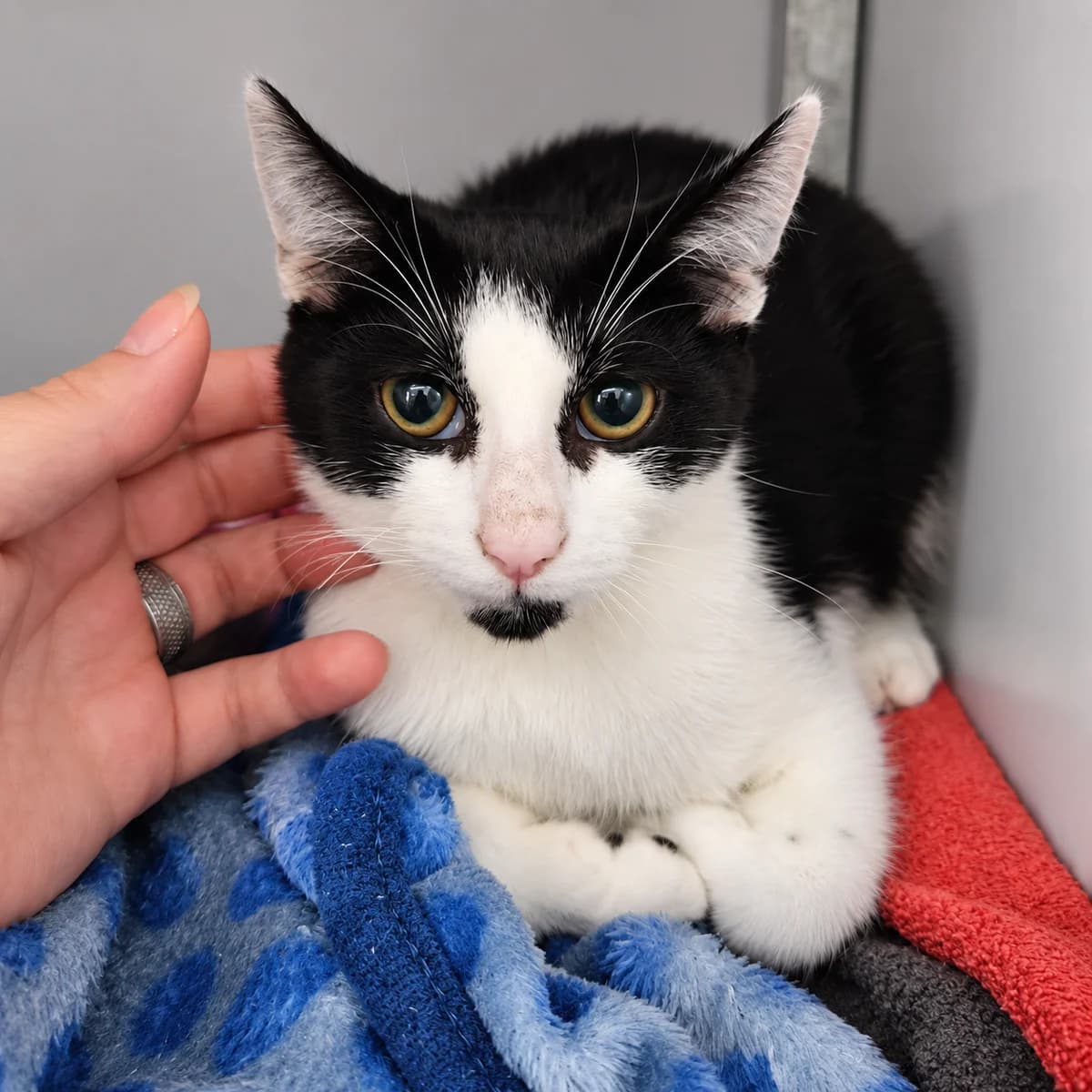 Fritz, male young Mixed Breed for adoption at Dierenasiel Zwolle, Zwolle