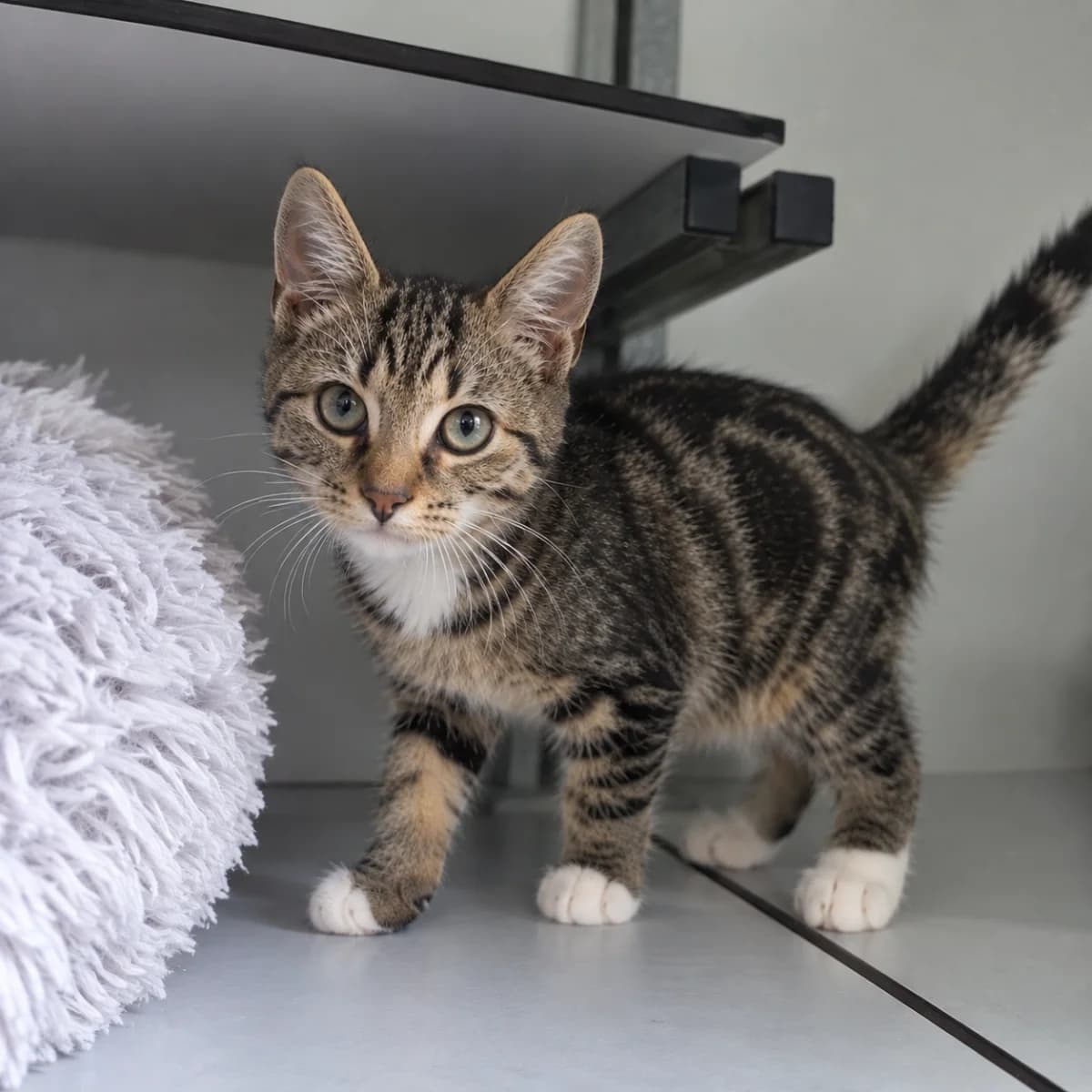 Gusto, male young Mixed Breed for adoption at Dierenasiel Zwolle, Zwolle