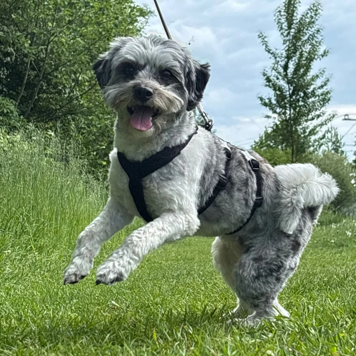 Guusje, female 4yo Mixed Breed for adoption at Dierenasiel Zwolle, Zwolle