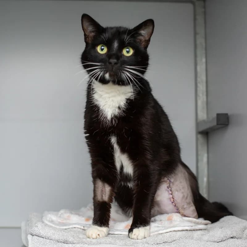 Handicat, male 4yo Mixed Breed for adoption at Dierenasiel Zwolle, Zwolle