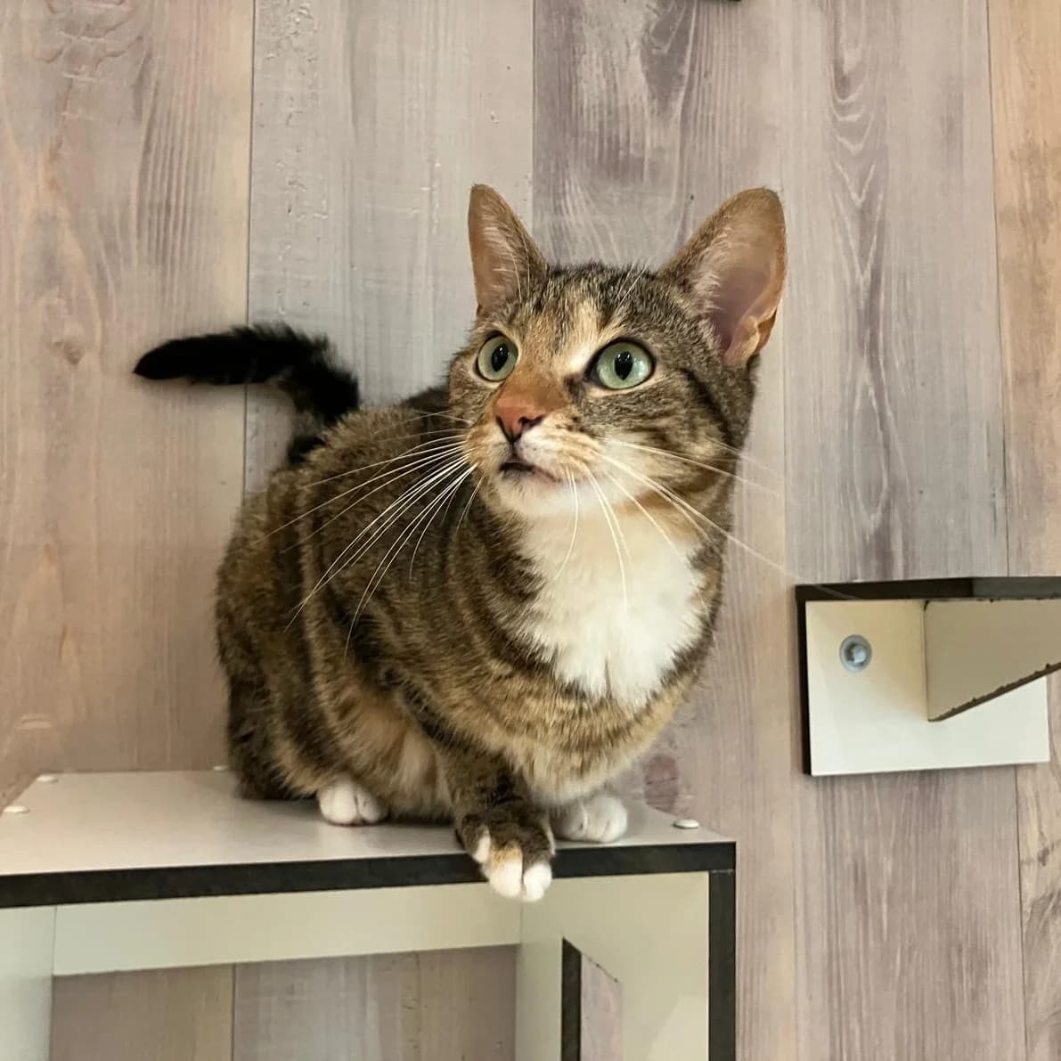 Izzy, female 4yo Mixed Breed for adoption at Dierenasiel Zwolle, Zwolle