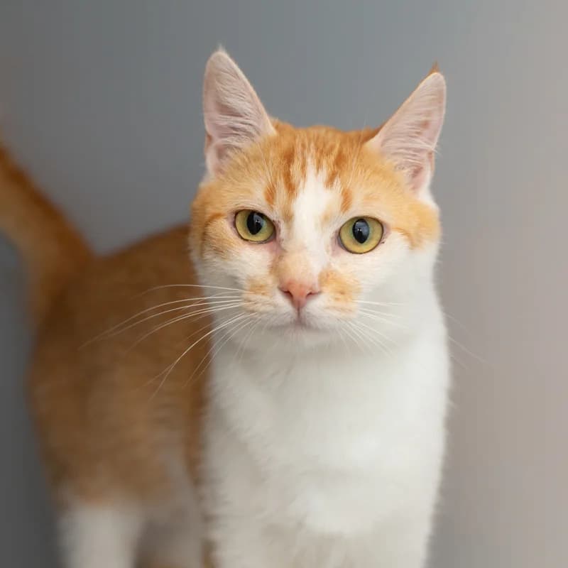 Kathleen, female 4yo Mixed Breed for adoption at Dierenasiel Zwolle, Zwolle