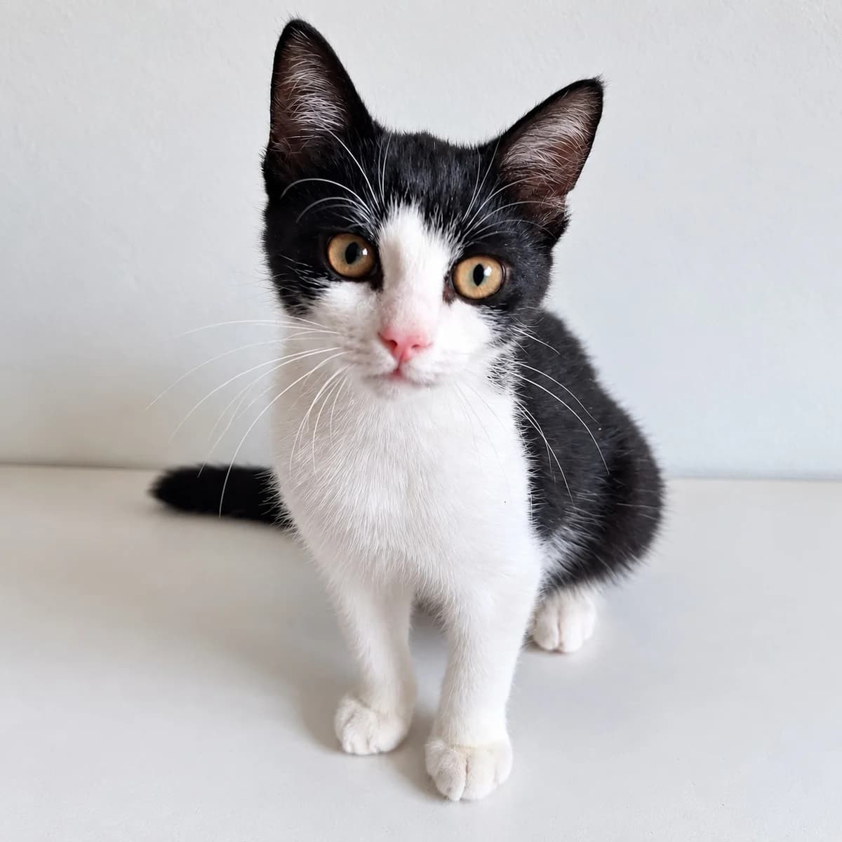 Lara, female young Mixed Breed for adoption at Dierenasiel Zwolle, Zwolle