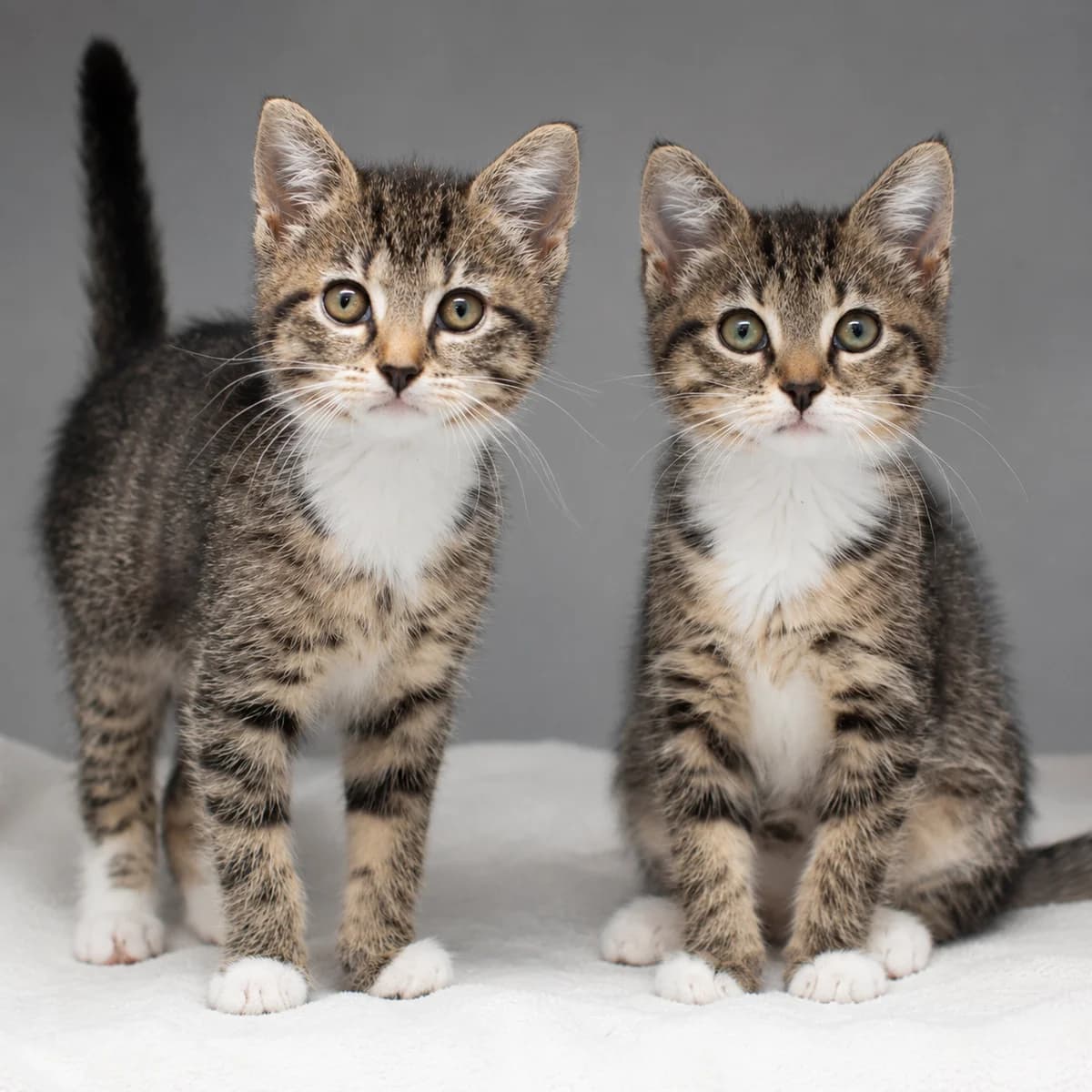 Lily & Fien, female young Mixed Breed for adoption at Dierenasiel Zwolle, Zwolle