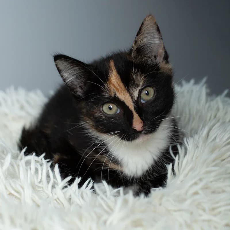 Lucie, female young Mixed Breed for adoption at Dierenasiel Zwolle, Zwolle