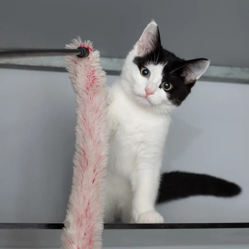 Luuk, male young Mixed Breed for adoption at Dierenasiel Zwolle, Zwolle