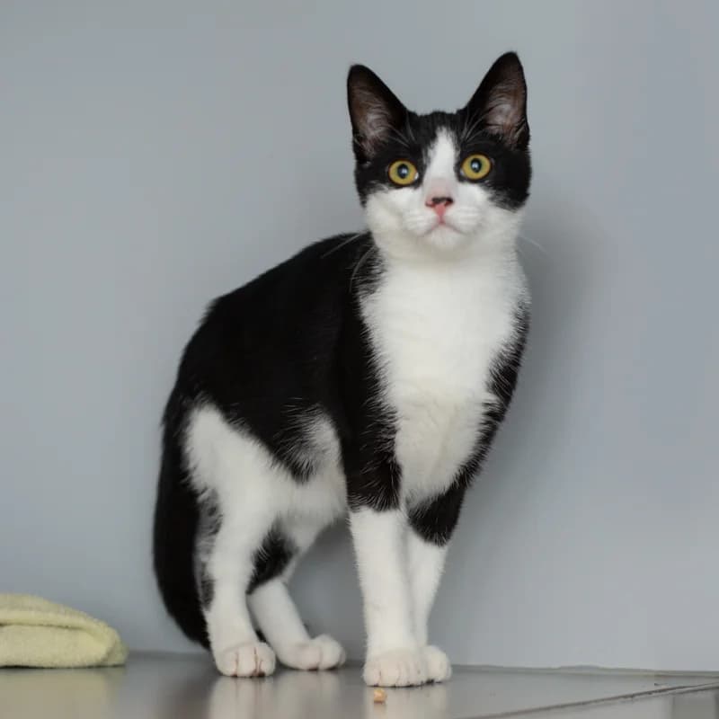 Maan, female young Mixed Breed for adoption at Dierenasiel Zwolle, Zwolle