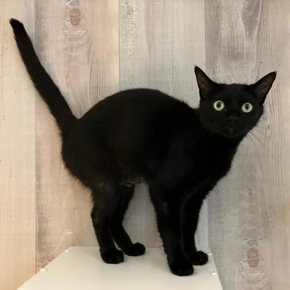 Macy, female 4yo Mixed Breed for adoption at Dierenasiel Zwolle, Zwolle