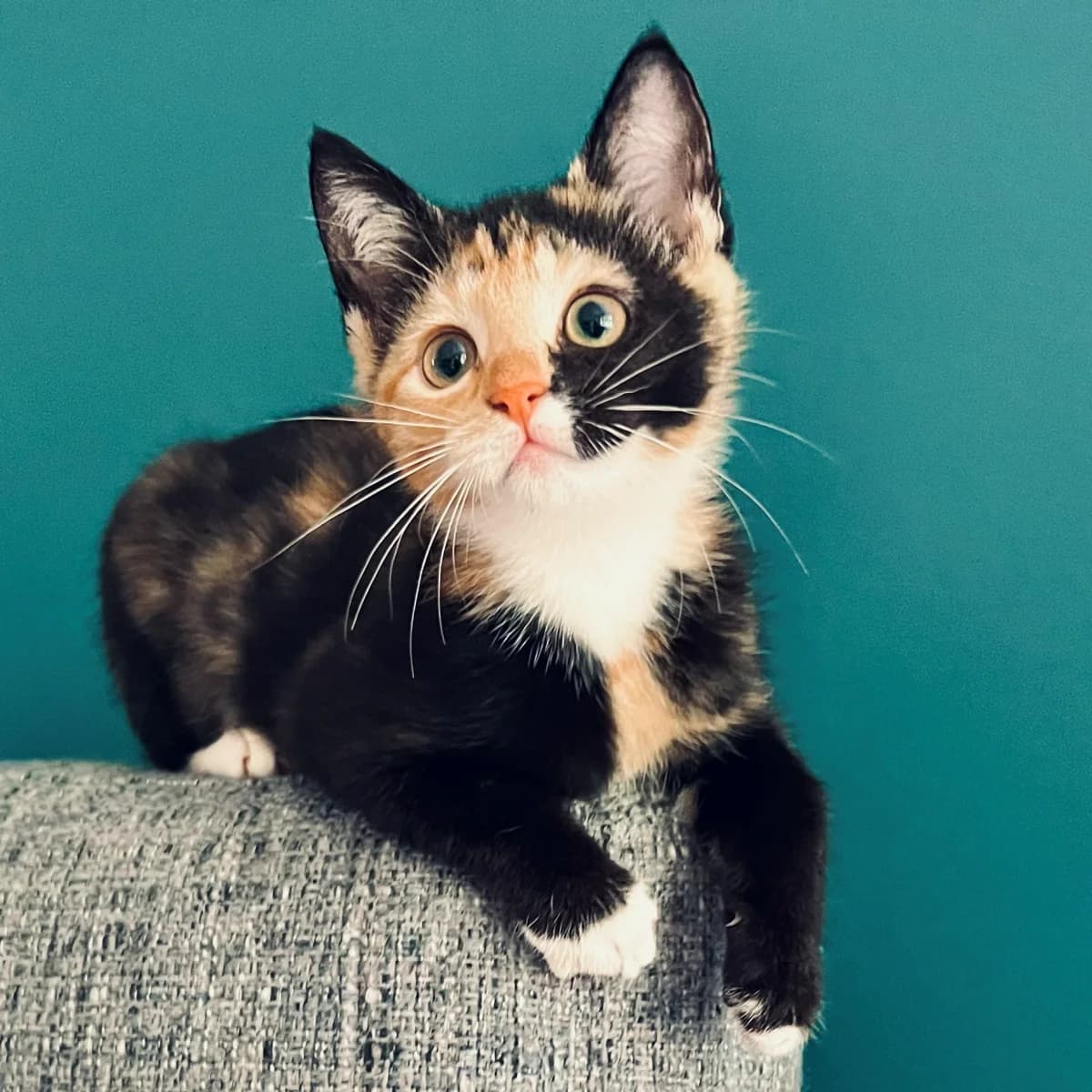 Maple, female young Mixed Breed for adoption at Dierenasiel Zwolle, Zwolle
