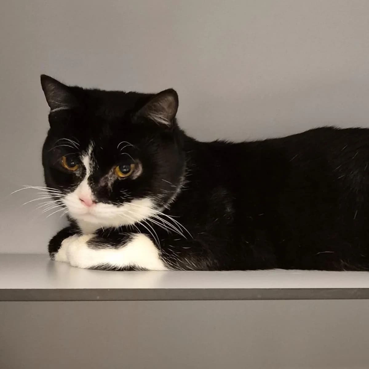 Marcus, male 4yo Mixed Breed for adoption at Dierenasiel Zwolle, Zwolle