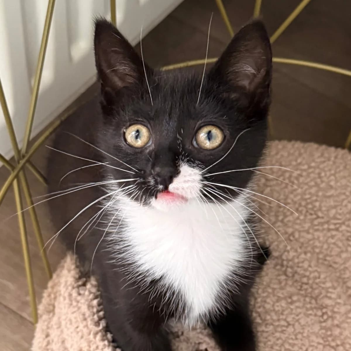 Mies, female young Mixed Breed for adoption at Dierenasiel Zwolle, Zwolle
