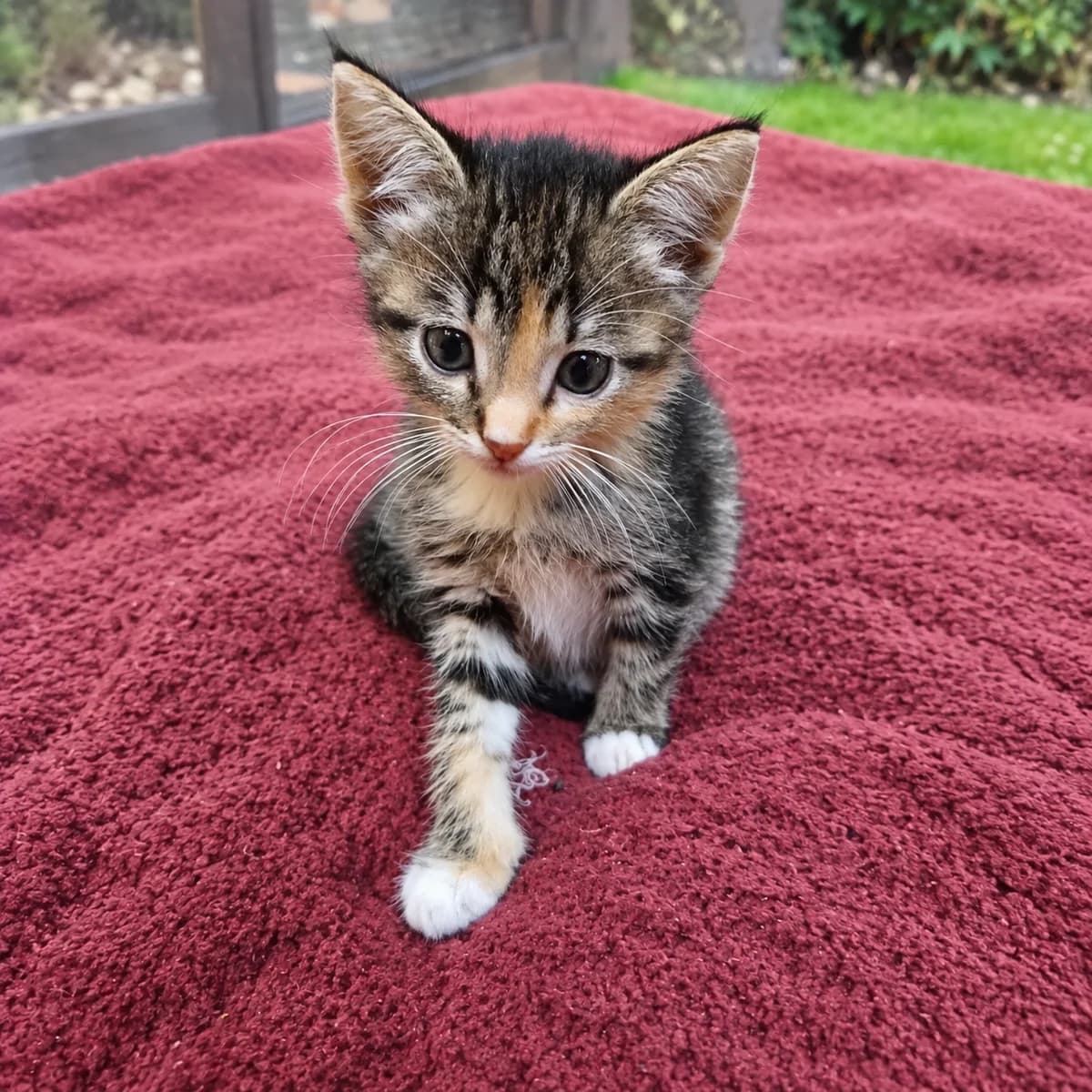 Miso, female young Mixed Breed for adoption at Dierenasiel Zwolle, Zwolle