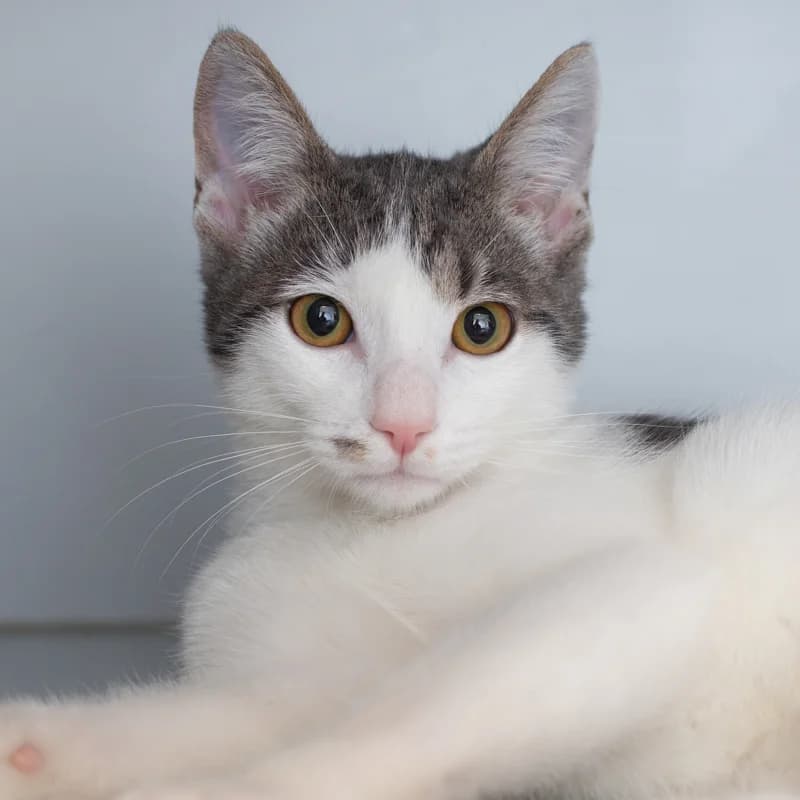 Monroe, male young Mixed Breed for adoption at Dierenasiel Zwolle, Zwolle