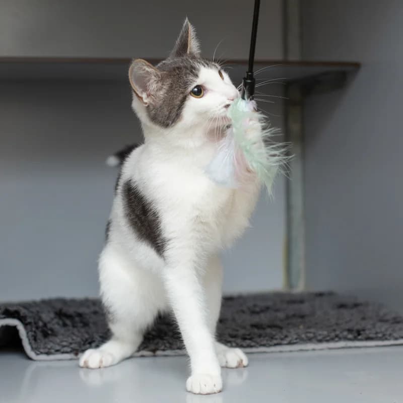 Monroe, male young Mixed Breed for adoption at Dierenasiel Zwolle, Zwolle