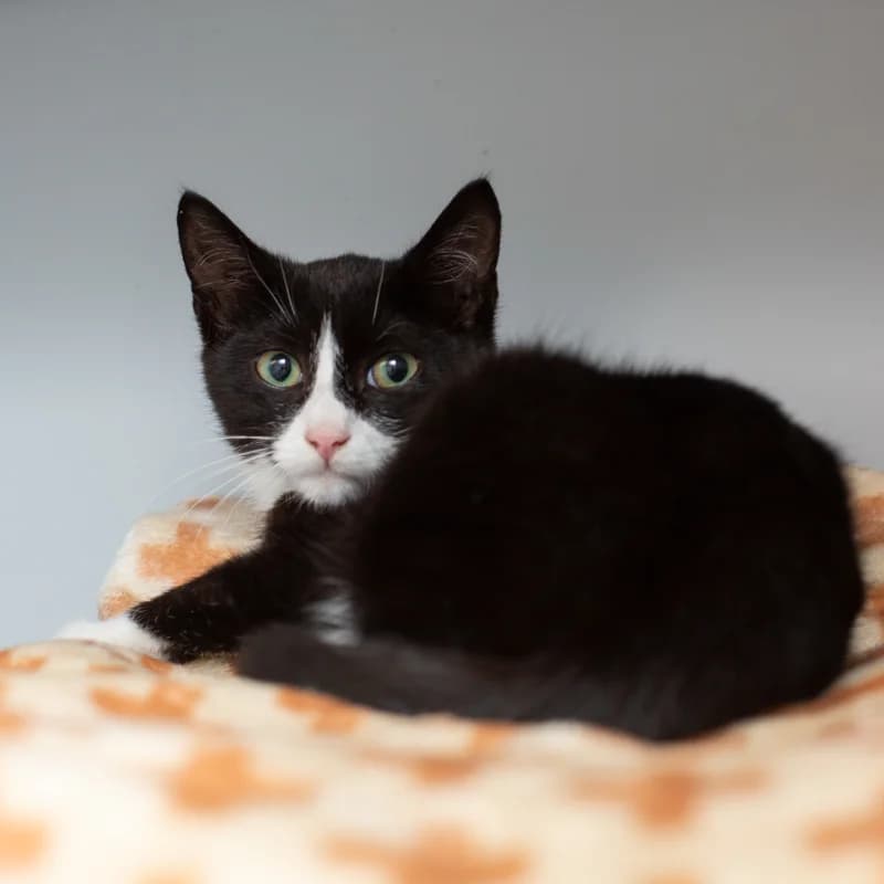 Newton, male young Mixed Breed for adoption at Dierenasiel Zwolle, Zwolle