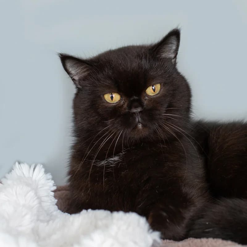 Nico, male 4yo Mixed Breed for adoption at Dierenasiel Zwolle, Zwolle