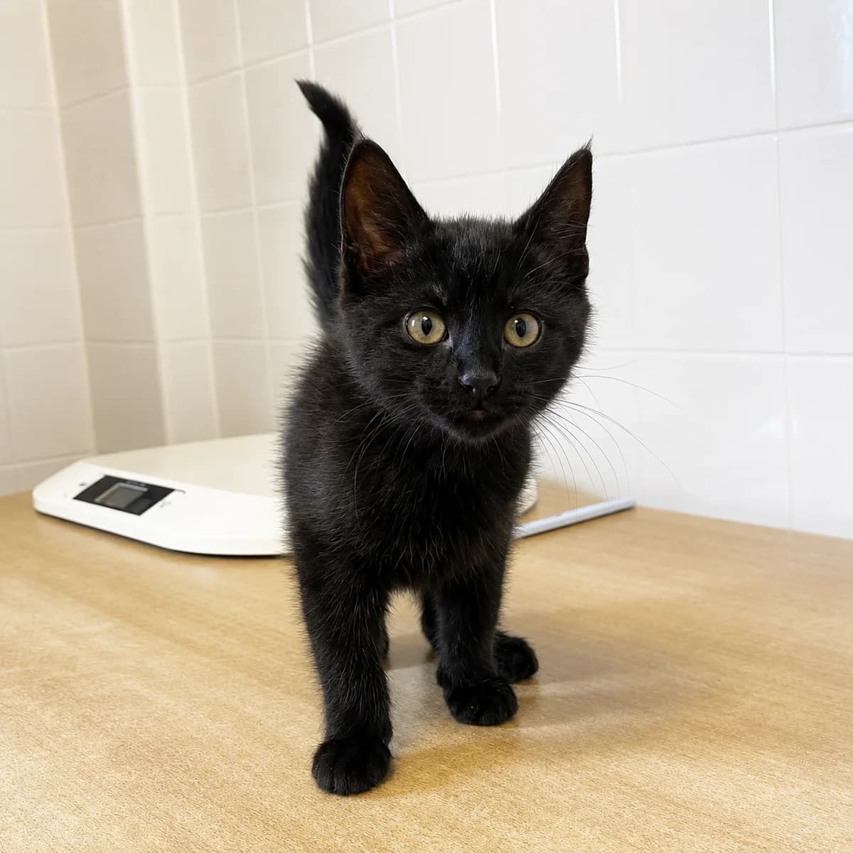Niels, male young Mixed Breed for adoption at Dierenasiel Zwolle, Zwolle