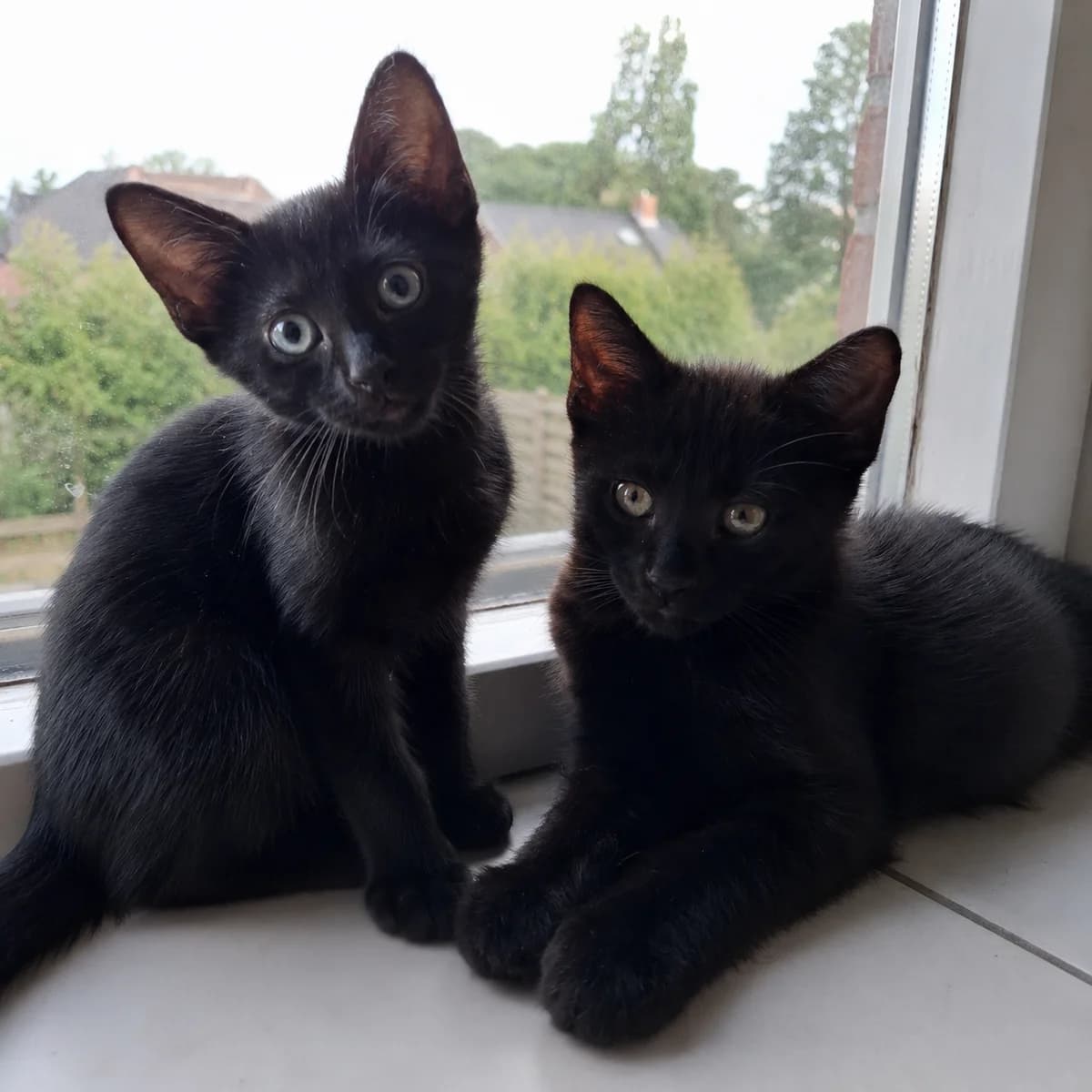 Noud & Nelis, male young Mixed Breed for adoption at Dierenasiel Zwolle, Zwolle