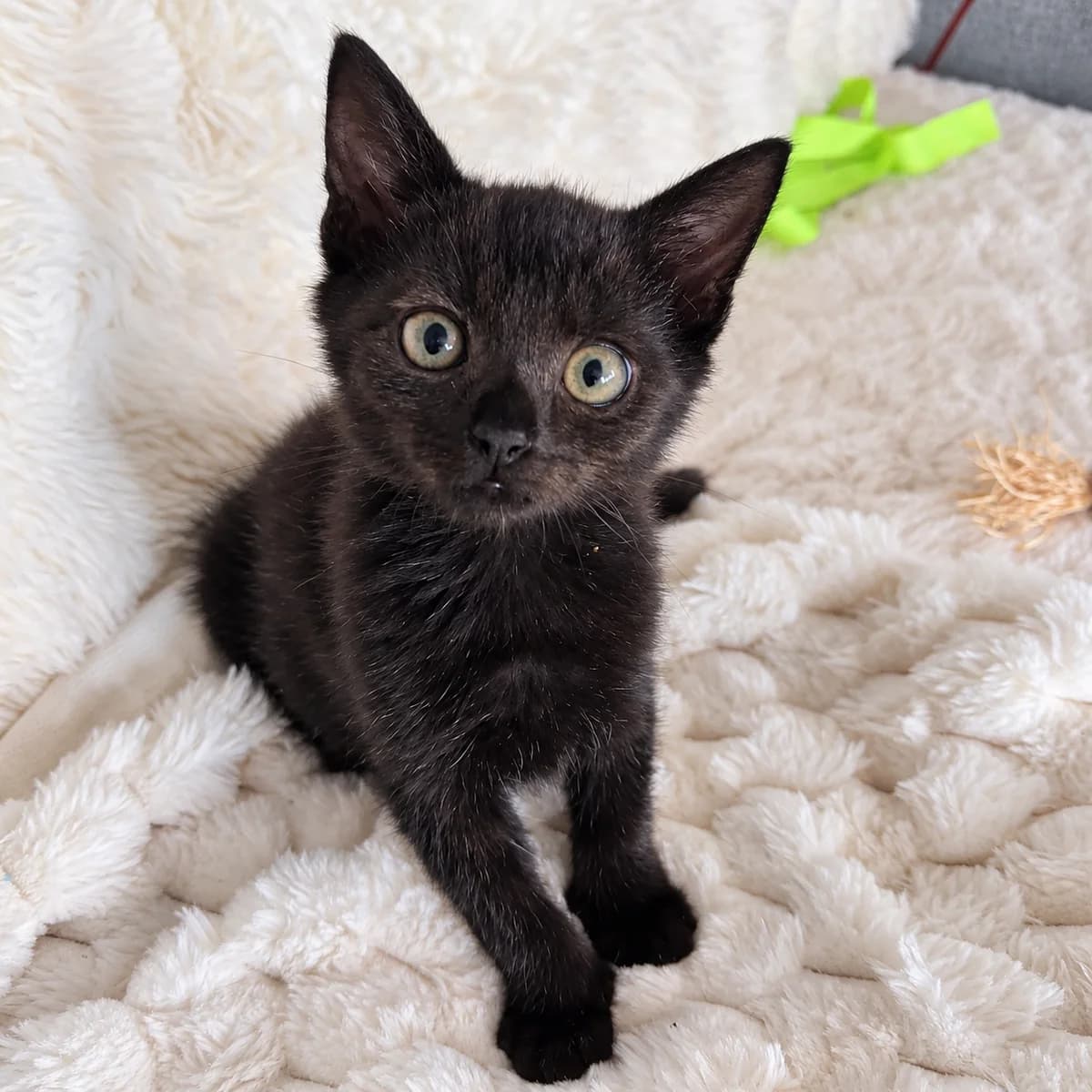 Nox, male young Mixed Breed for adoption at Dierenasiel Zwolle, Zwolle