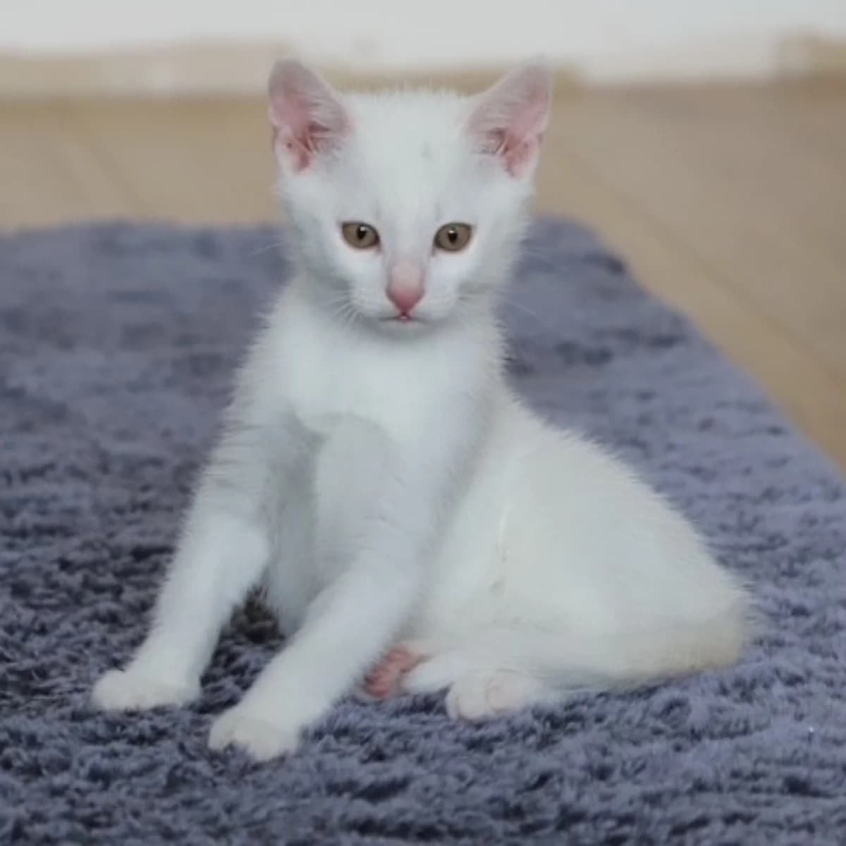 Odin, male young Mixed Breed for adoption at Dierenasiel Zwolle, Zwolle