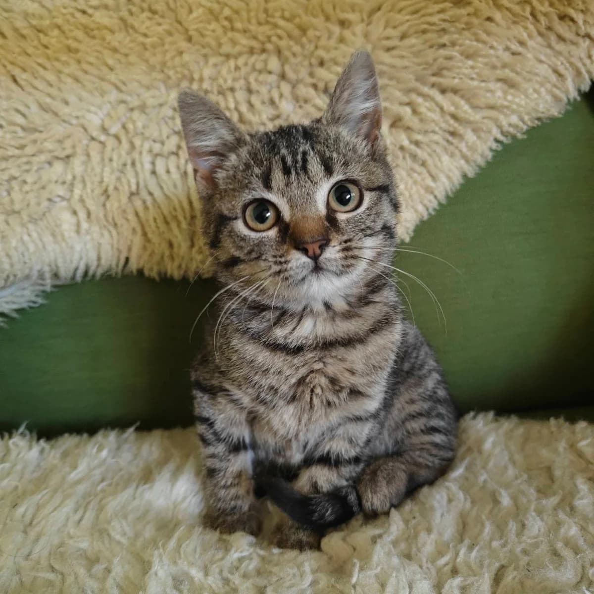Olivia, female young Mixed Breed for adoption at Dierenasiel Zwolle, Zwolle