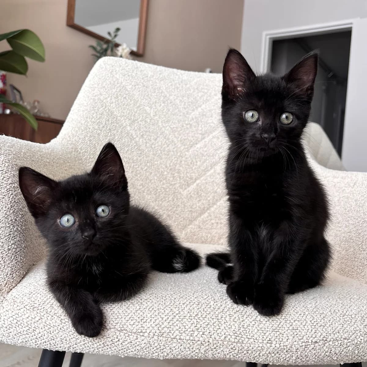 Otje & Sep, male young Mixed Breed for adoption at Dierenasiel Zwolle, Zwolle