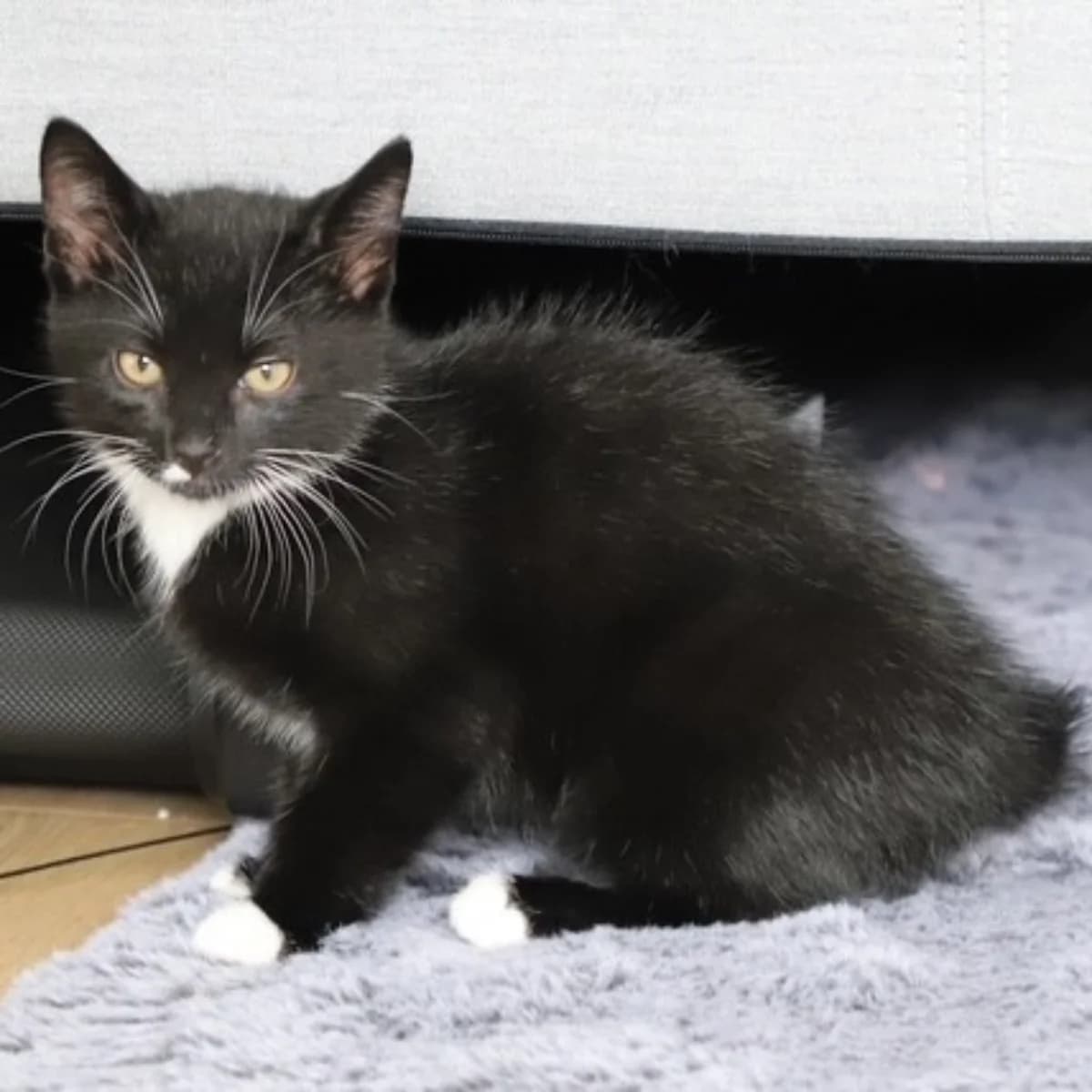 Ozzy, male young Mixed Breed for adoption at Dierenasiel Zwolle, Zwolle
