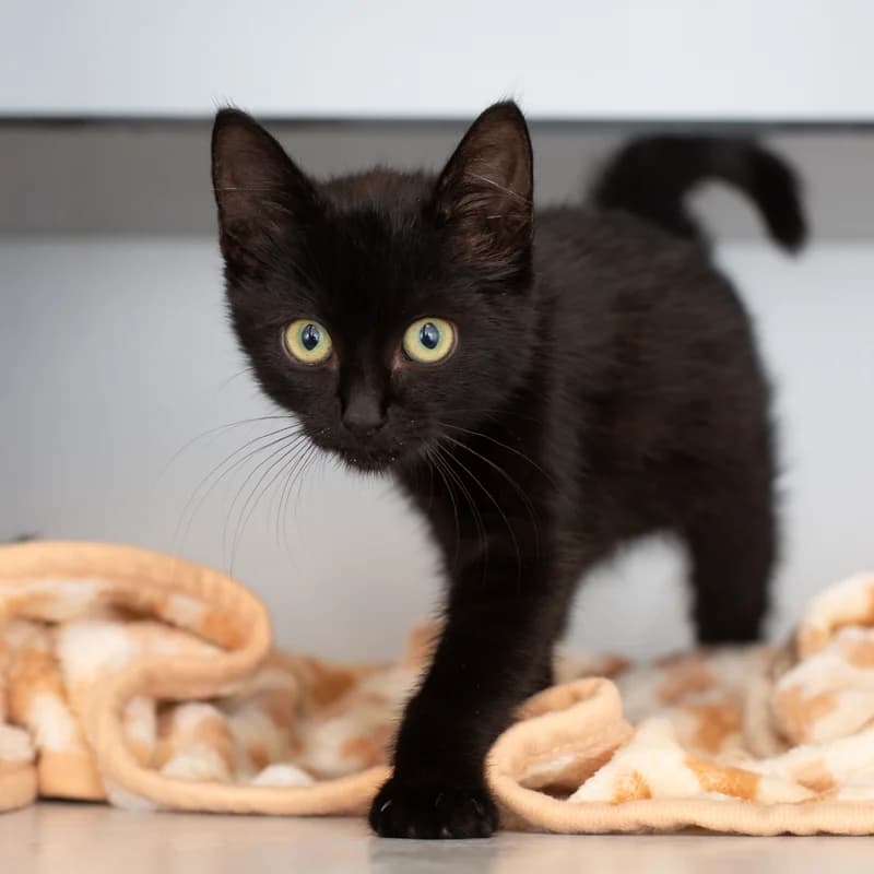 Panter, female young Mixed Breed for adoption at Dierenasiel Zwolle, Zwolle