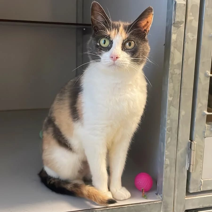 Peach, female 4yo Mixed Breed for adoption at Dierenasiel Zwolle, Zwolle