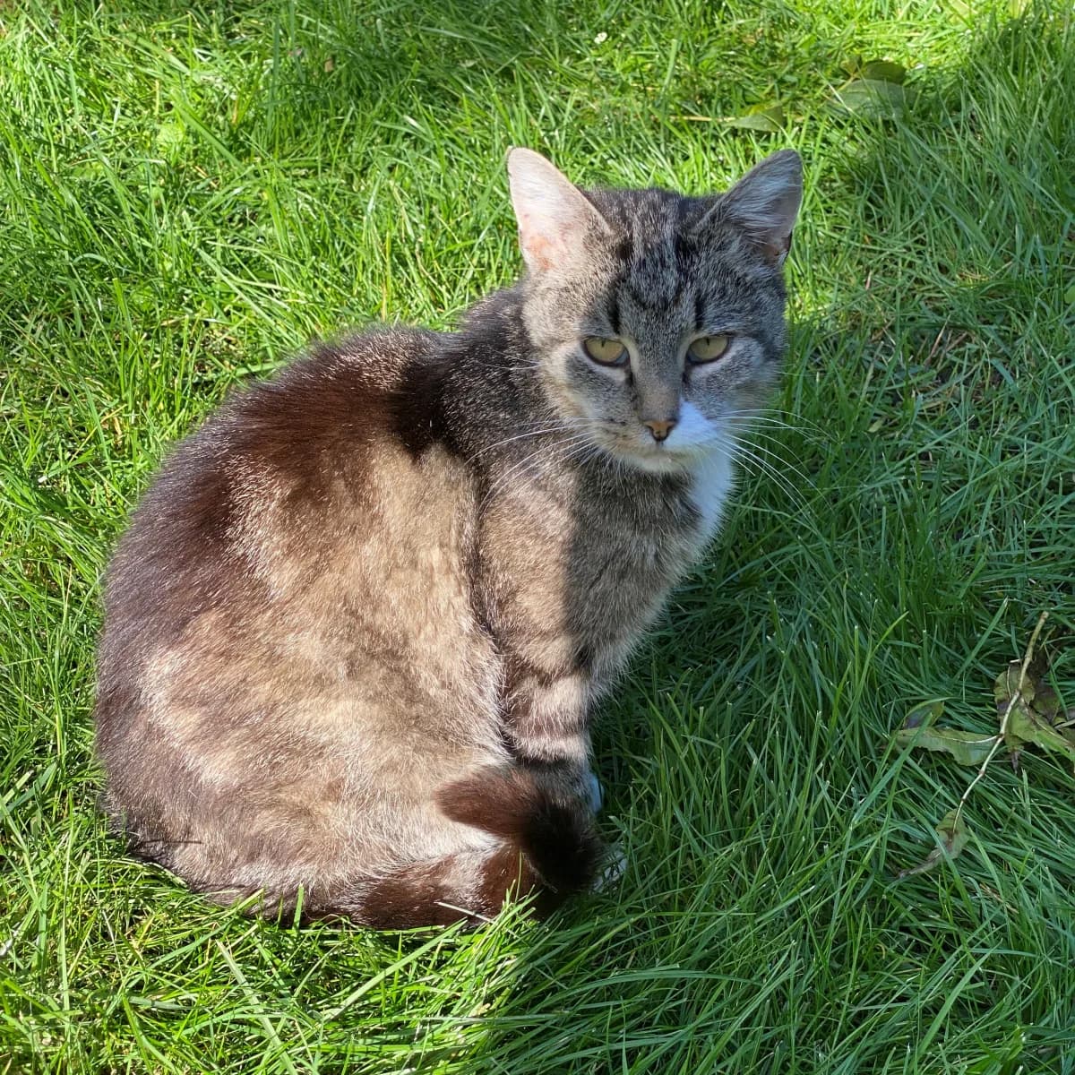 Pien, Mixed Breed for adoption at Dierenasiel Zwolle, Zwolle
