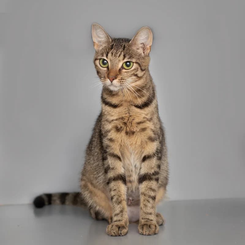Rachel, female 4yo Mixed Breed for adoption at Dierenasiel Zwolle, Zwolle