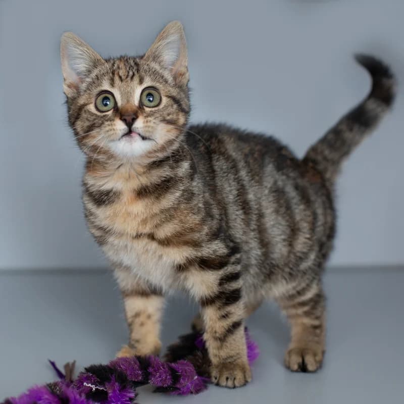 Rietje, female young Mixed Breed for adoption at Dierenasiel Zwolle, Zwolle