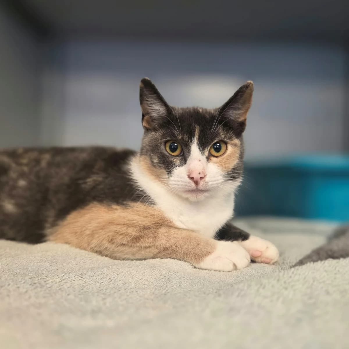 Rooz, female young Mixed Breed for adoption at Dierenasiel Zwolle, Zwolle