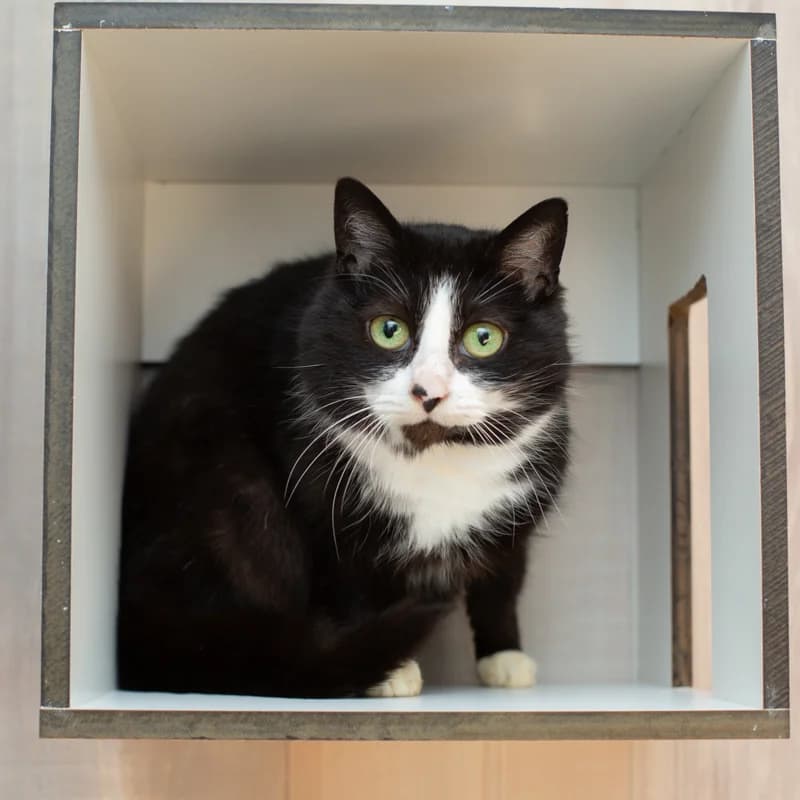 Roulette, female Mixed Breed for adoption at Dierenasiel Zwolle, Zwolle