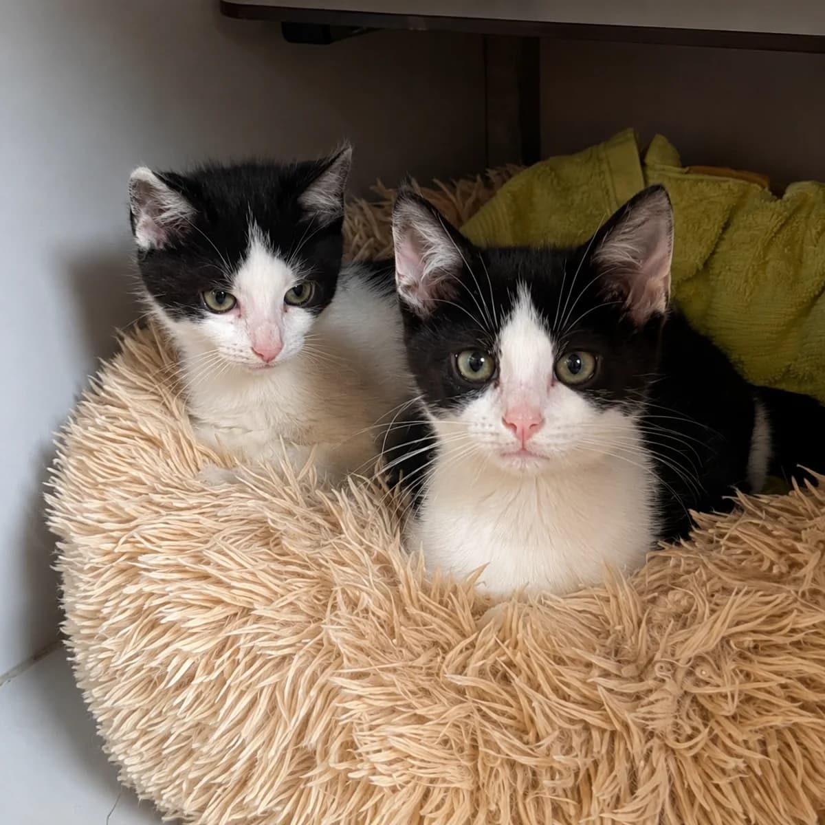 Saar & Suus, female young Mixed Breed for adoption at Dierenasiel Zwolle, Zwolle