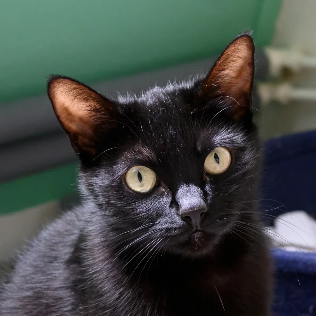 Sandy, female 4yo Mixed Breed for adoption at Dierenasiel Zwolle, Zwolle