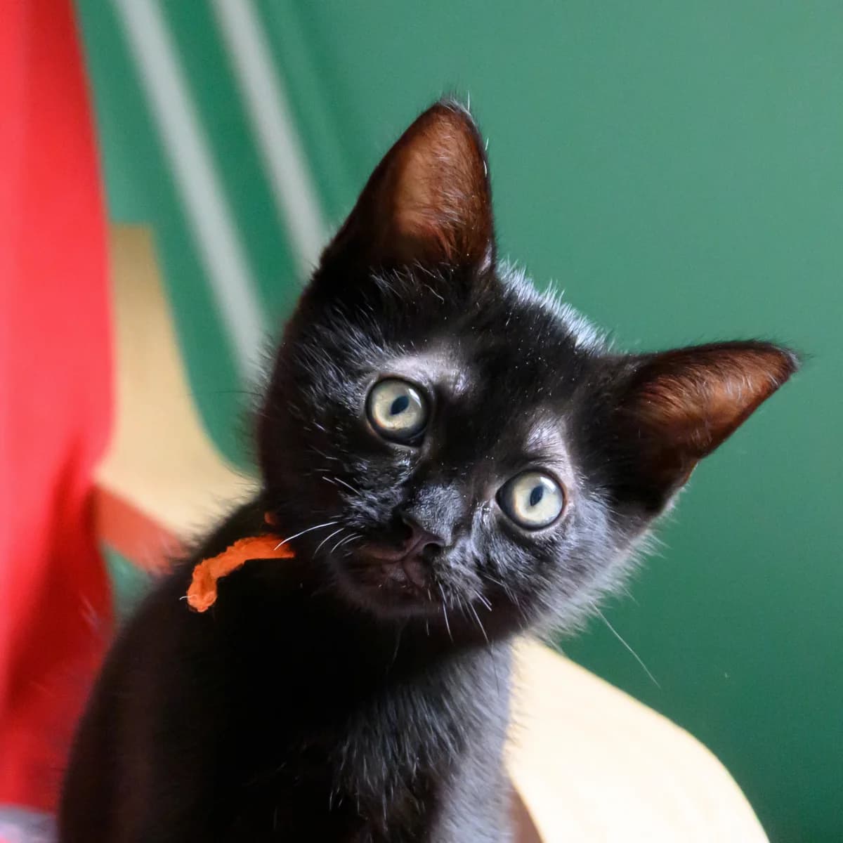 Scrabble, female young Mixed Breed for adoption at Dierenasiel Zwolle, Zwolle