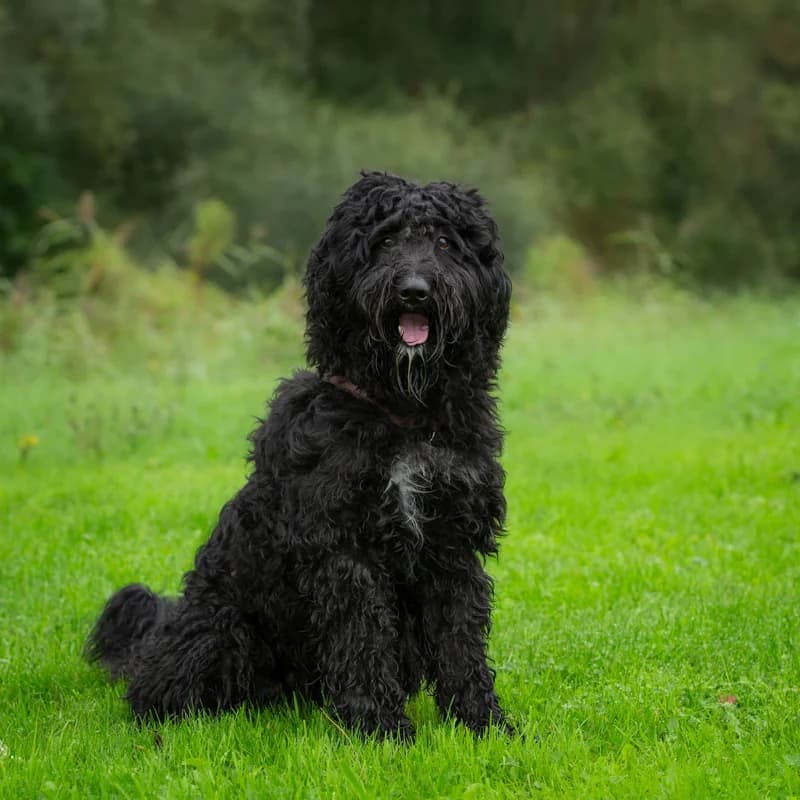 Sepp, male 4yo Mixed Breed for adoption at Dierenasiel Zwolle, Zwolle