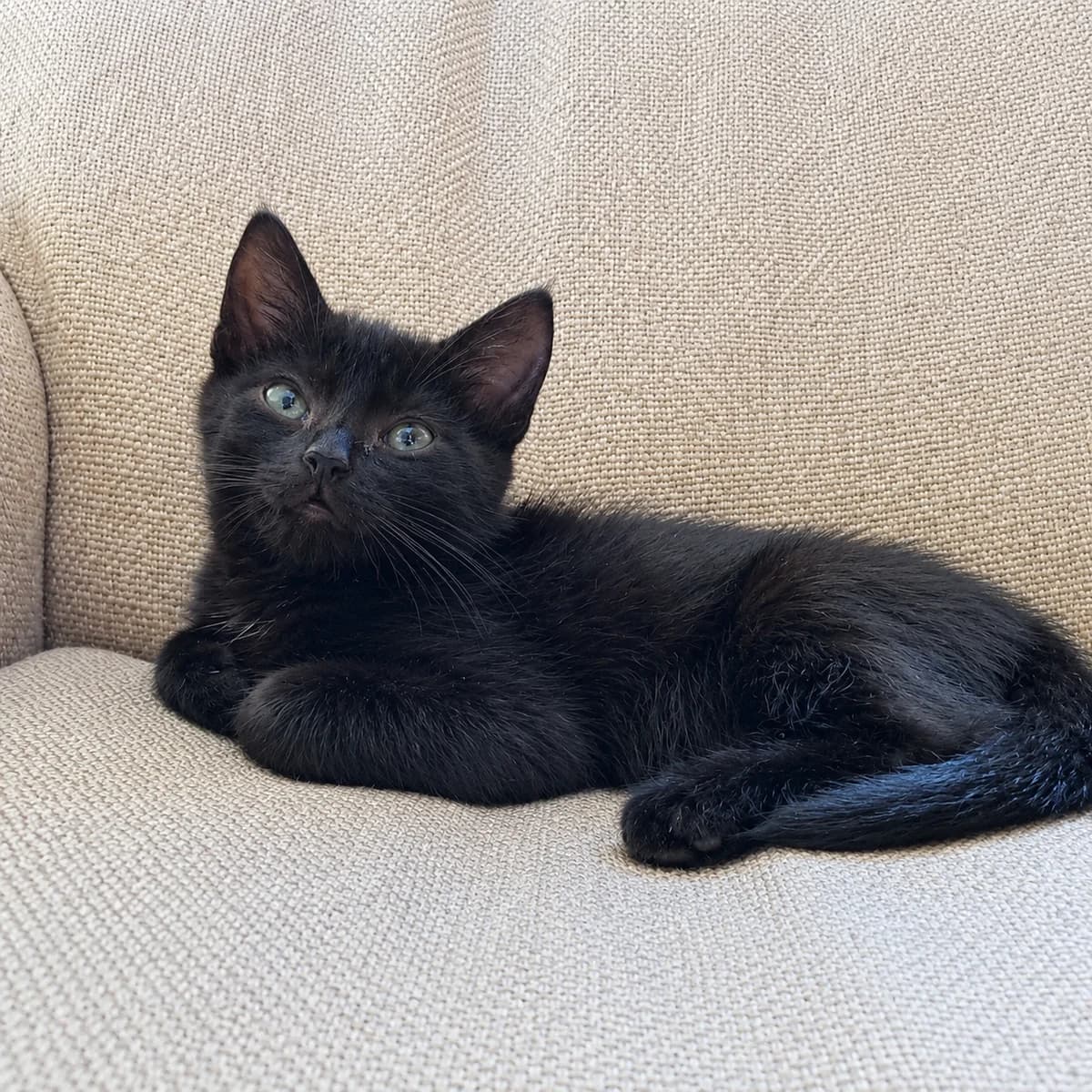 Sil, male young Mixed Breed for adoption at Dierenasiel Zwolle, Zwolle
