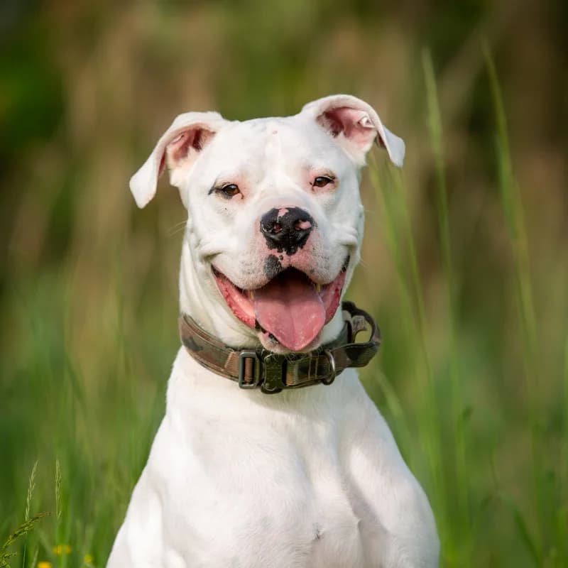 Sjeff, male 4yo Mixed Breed for adoption at Dierenasiel Zwolle, Zwolle