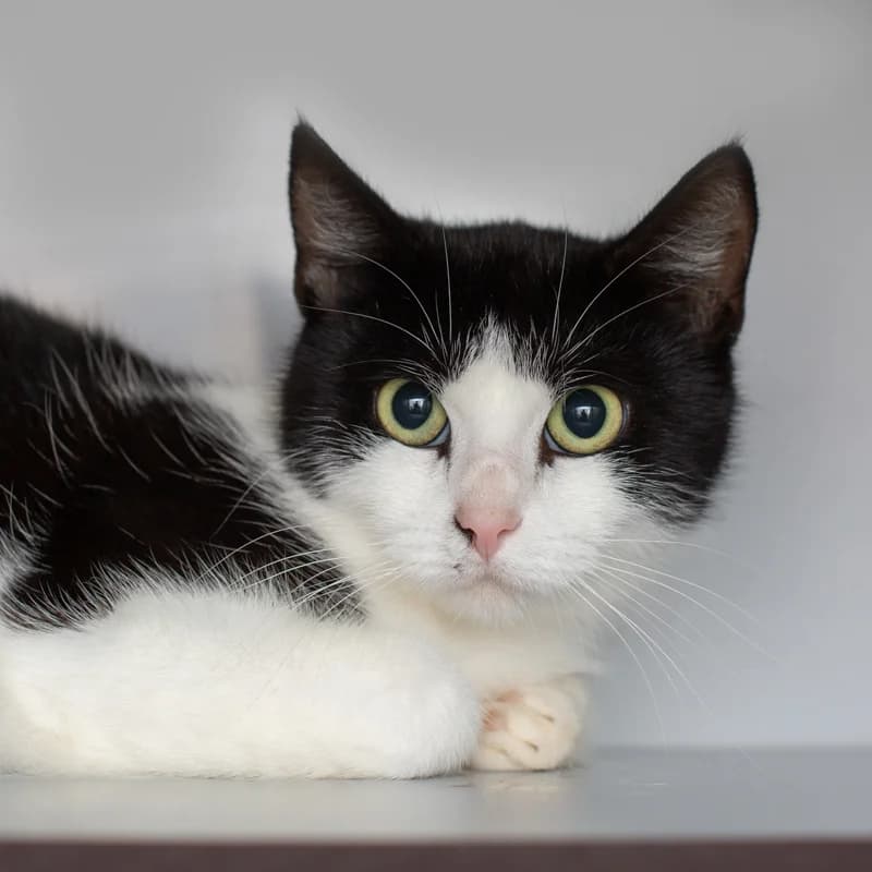 Skippy, female 4yo Mixed Breed for adoption at Dierenasiel Zwolle, Zwolle