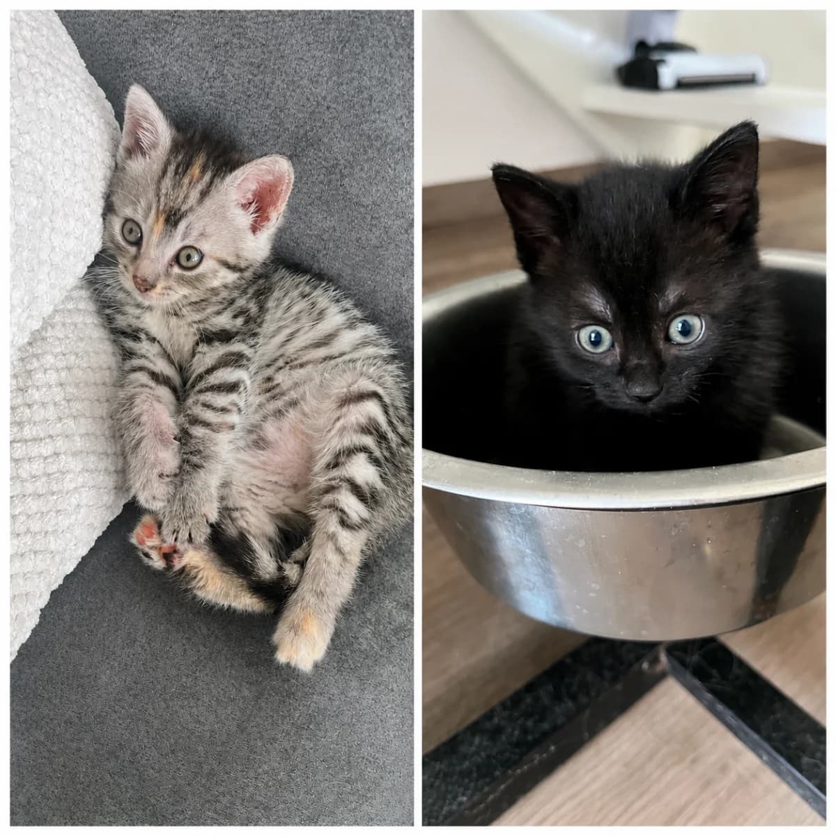 Storm & Mistie, female young Mixed Breed for adoption at Dierenasiel Zwolle, Zwolle