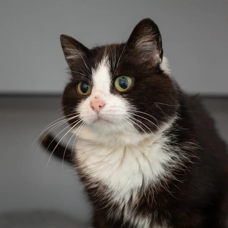 Tabitha, female 4yo Mixed Breed for adoption at Dierenasiel Zwolle, Zwolle