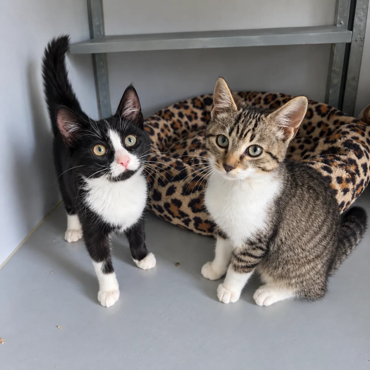 Thelma & Louise, female young Mixed Breed for adoption at Dierenasiel Zwolle, Zwolle