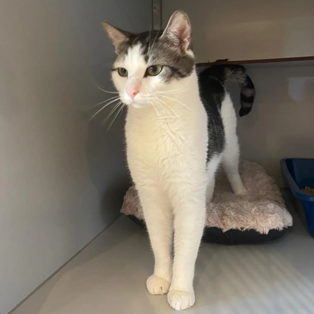 Thijs, male 4yo Mixed Breed for adoption at Dierenasiel Zwolle, Zwolle